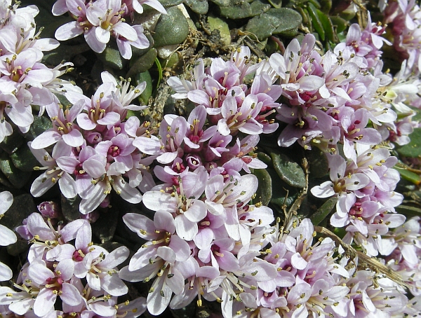 Noccaea stylosa (=Thlaspi stylosum) / Erba storna appennina